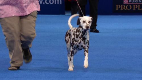 赛事转播权销售